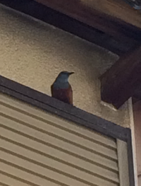 こんな野鳥を見ました♪