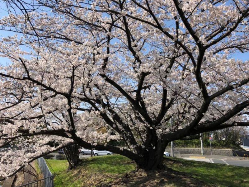 桜満開♪