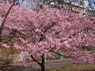 河津桜のお写真です♪2