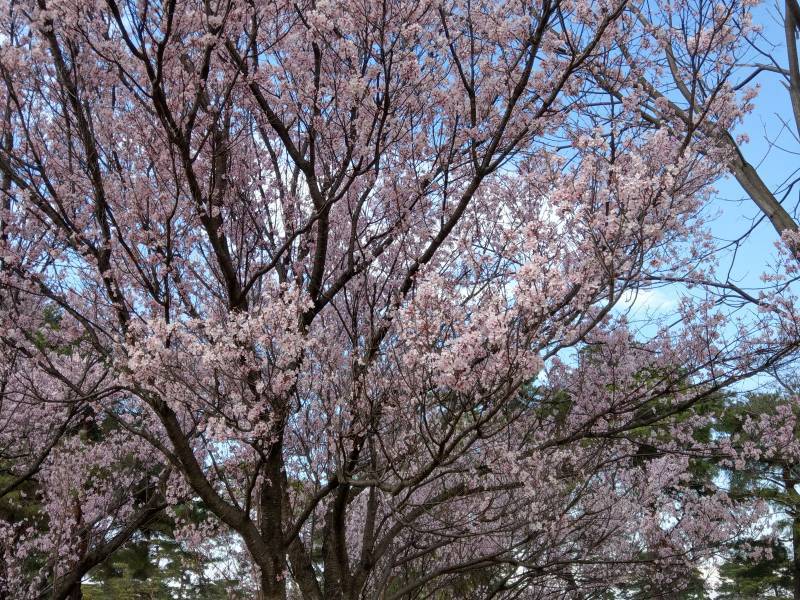 桜が綺麗です♪