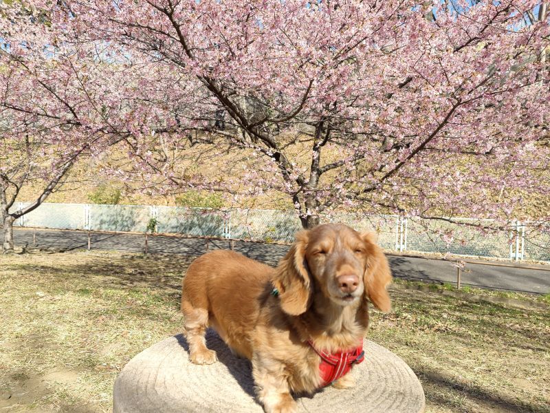 河津桜が咲いたようです♪