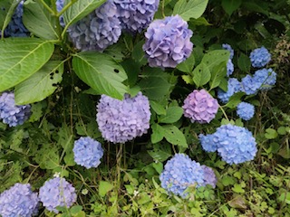 関西も梅雨突入♪