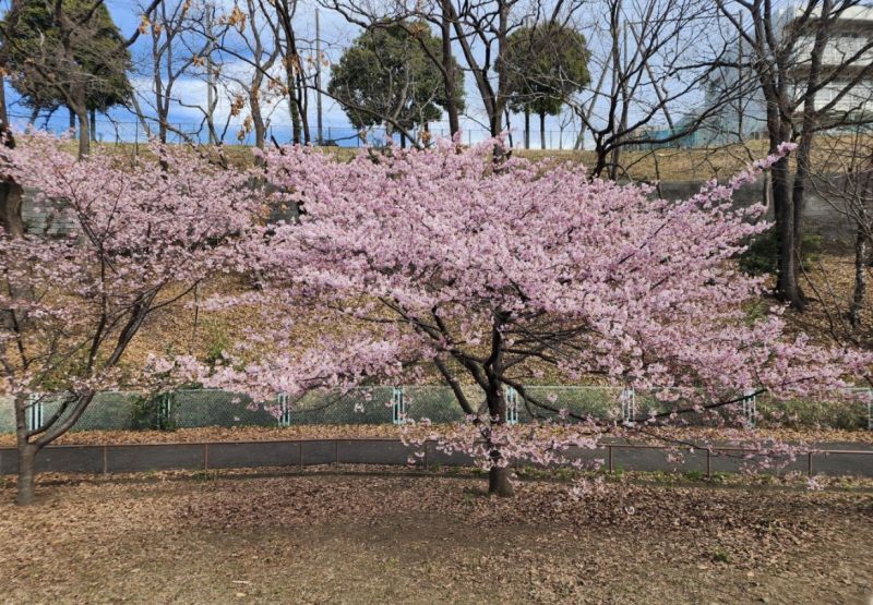 河津桜が綺麗です
