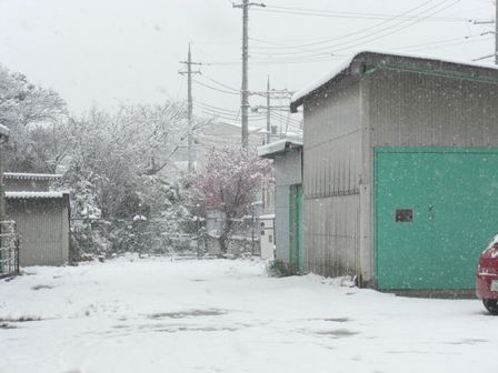 大阪は雪です♪