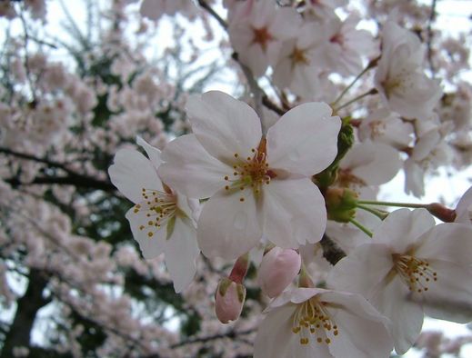 桜が満開です♪