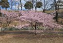 画像: 河津桜が綺麗です