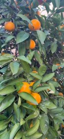 画像: ミカンが色づいてきました♪