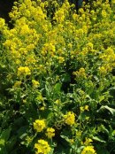 画像: 菜の花がきれいです♪