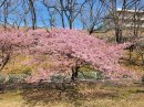 画像: 河津桜の写真が届きました