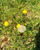 画像: たんぽぽの写真を頂きました♪