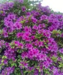 画像: ツツジの写真を頂きました♪