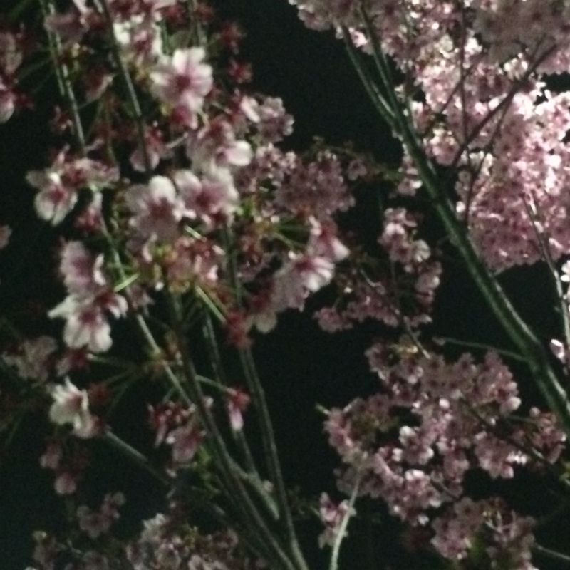 画像: 夜桜