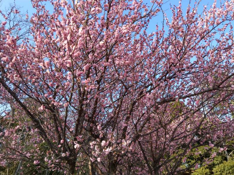 画像: 梅の花が咲きましたネ