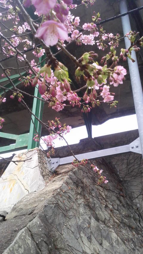 画像: 河津桜のお写真です♪1