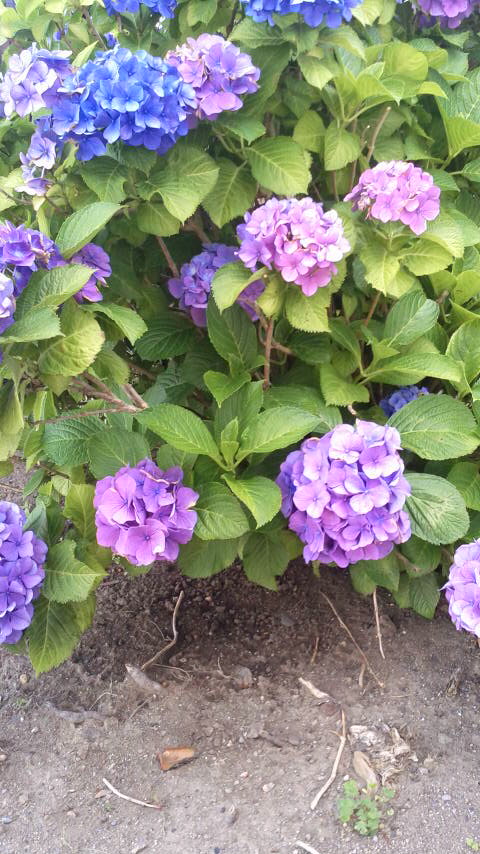 画像: 紫陽花の花です