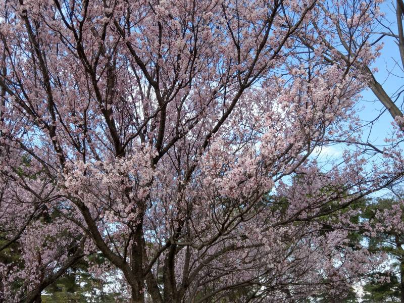 画像: 桜が綺麗です♪