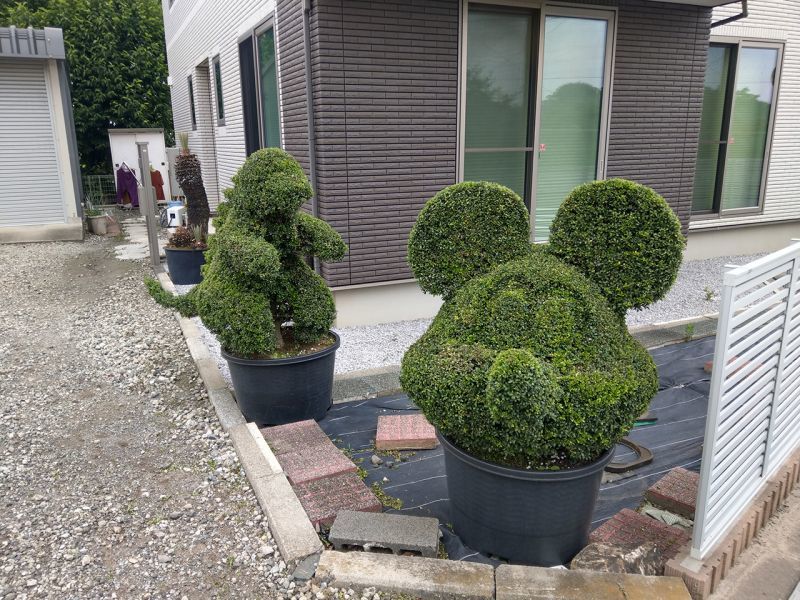 画像: 可愛いらしい植木^^