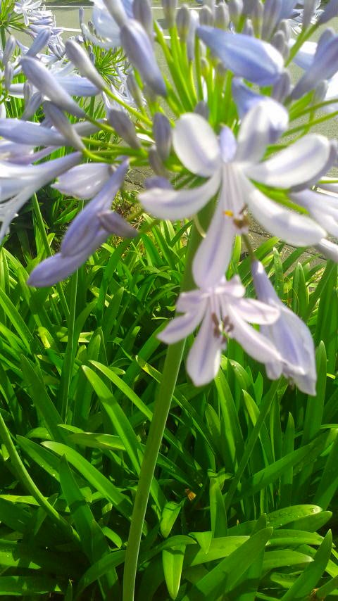 画像: アガパンサスの花です