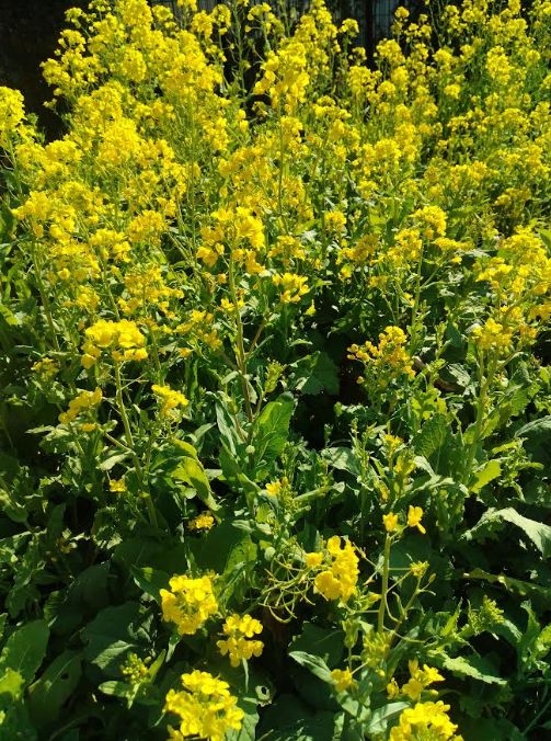 画像: 菜の花がきれいです♪